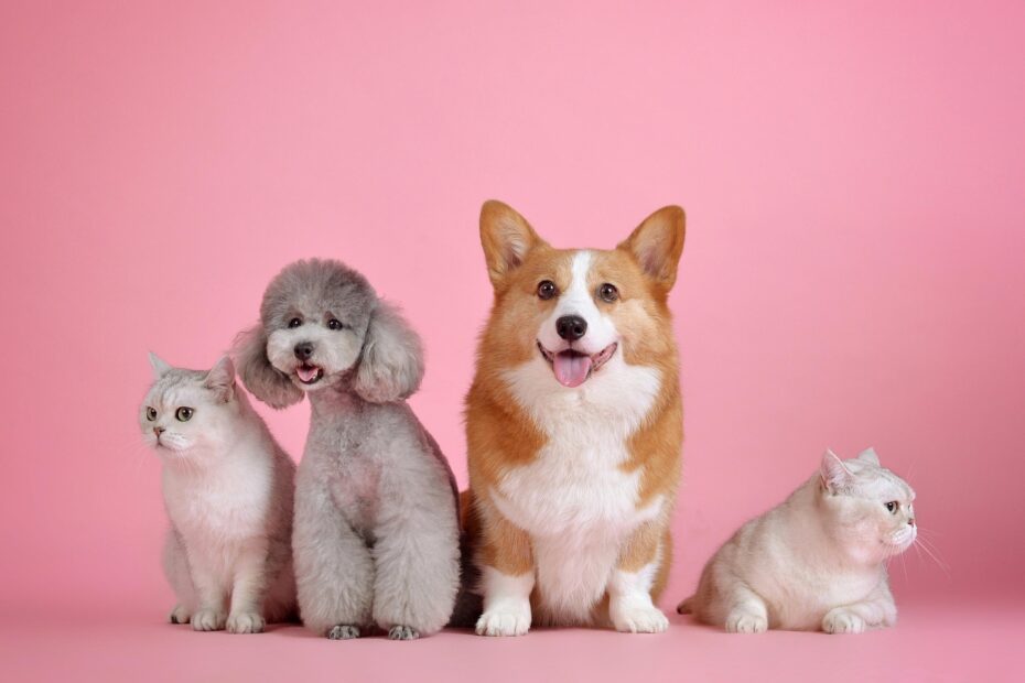 katze hund