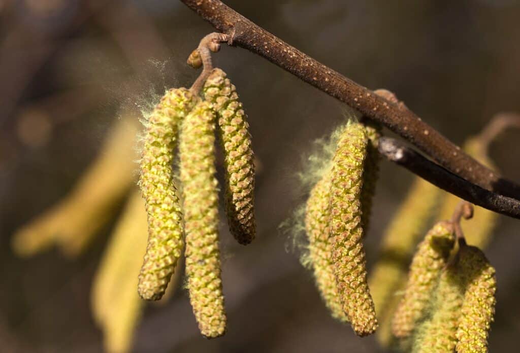 Luftreiniger sinvoll Pollen