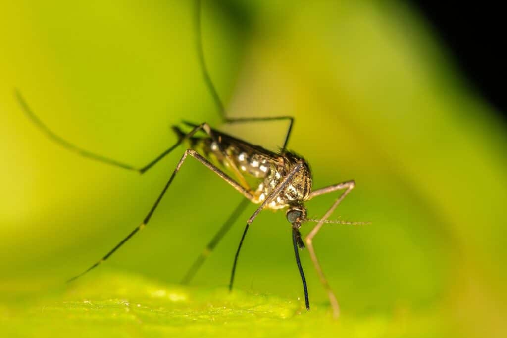 mosquito 4583101 1920